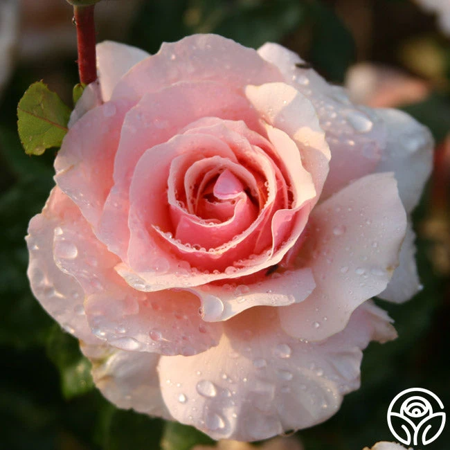 Lady Jane Grey™ 5 Lady Jane Grey™ - Image 3