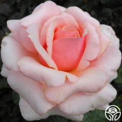 Lady Jane Grey™ 19 Lady Jane Grey™ -Heirloom Roses lady jane grey logo 04
