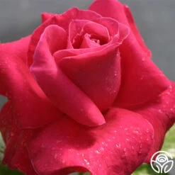 Lady Mitchell™ -Heirloom Roses lady mitchell logo 02