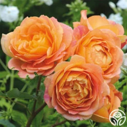 Lady Of Shalott -Heirloom Roses lady of shalott 2 1