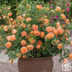 Lady Of Shalott -Heirloom Roses lady of shalott 3 1