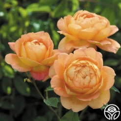 Lady Of Shalott -Heirloom Roses lady of shalott 4 1
