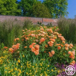 Lady Of Shalott -Heirloom Roses lady of shalott 7 1
