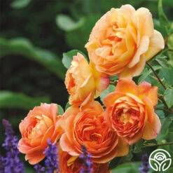 Lady Of Shalott -Heirloom Roses lady of shalott 8 1