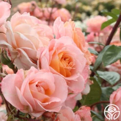 Lady Of The Mist™ 20 Lady Of The Mist™ -Heirloom Roses lady of the mist logo 01 3