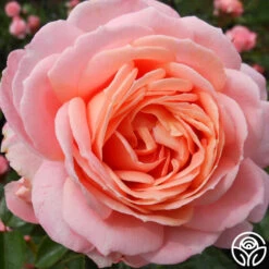 Lady Of The Mist™ 19 Lady Of The Mist™ -Heirloom Roses lady of the mist logo 02 5