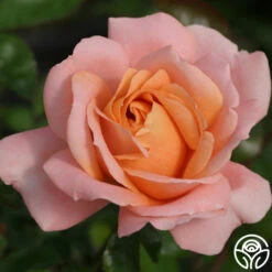 Lady Of The Mist™ 24 Lady Of The Mist™ -Heirloom Roses lady of the mist logo 03 3