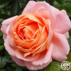 Lady Of The Mist™ 25 Lady Of The Mist™ -Heirloom Roses lady of the mist logo 04 3