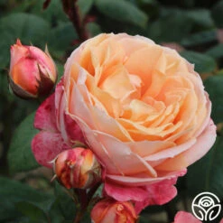Lady Of The Mist™ 22 Lady Of The Mist™ -Heirloom Roses lady of the mist logo 07 3