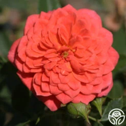 Lady Penelope -Heirloom Roses ladypenelope logo 01