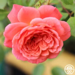 Lady Penelope -Heirloom Roses ladypenelope logo 04