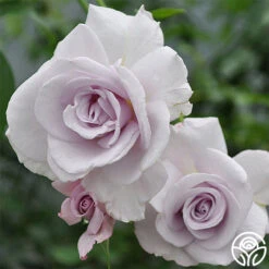 New Release -Heirloom Roses lagerfeld 4 8