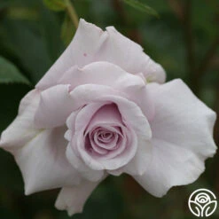 Lagerfeld 10 Lagerfeld -Heirloom Roses lagerfeld 5 8