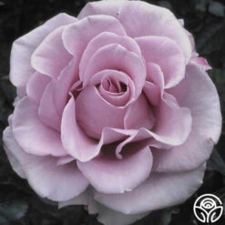 Lagerfeld 9 Lagerfeld -Heirloom Roses lagerfeld 9