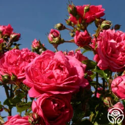 Arborose® Laguna -Heirloom Roses laguna 12