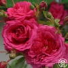Arborose® Laguna 2 Arborose® Laguna -Heirloom Roses laguna 15