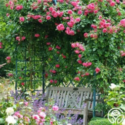 Arborose® Laguna -Heirloom Roses laguna 16