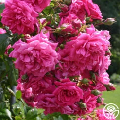 Arborose® Laguna -Heirloom Roses laguna 18