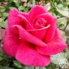 Lasting Love™ -Heirloom Roses lasting love