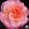 Laura™ -Heirloom Roses laura