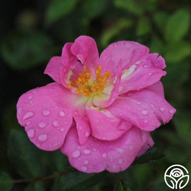 Lavender Floorshow® 5 Lavender Floorshow® - Image 3