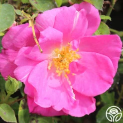 Lavender Floorshow® 13 Lavender Floorshow® -Heirloom Roses lavender floorshow 3