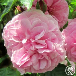 Lavender Lassie 19 Lavender Lassie -Heirloom Roses lavender lassie 1