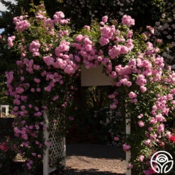 Lavender Lassie 22 Lavender Lassie -Heirloom Roses lavender lassie 2