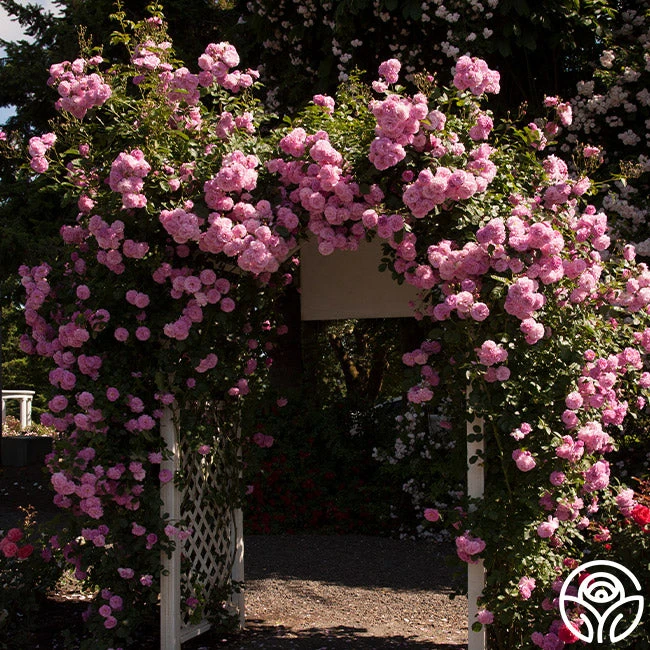 Lavender Lassie 10 Lavender Lassie - Image 8