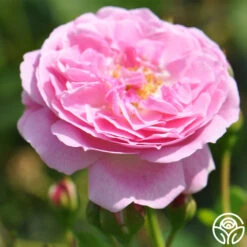 Lavender Lassie 25 Lavender Lassie -Heirloom Roses lavender lassie 3