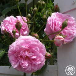 Lavender Lassie 20 Lavender Lassie -Heirloom Roses lavender lassie 4