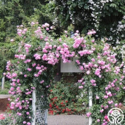 Lavender Lassie 16 Lavender Lassie -Heirloom Roses lavender lassie 6