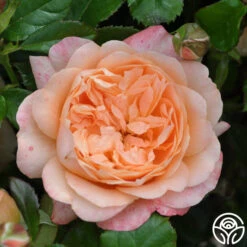 Lawrence Of Arabia™ -Heirloom Roses lawrence of arabia logo 01