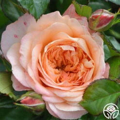 Lawrence Of Arabia™ -Heirloom Roses lawrence of arabia logo 02