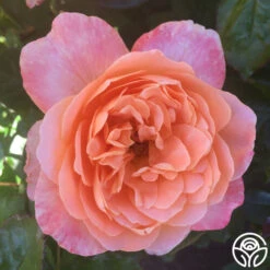 Lawrence Of Arabia™ -Heirloom Roses lawrence of arabia logo 04