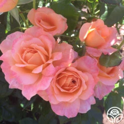 Lawrence Of Arabia™ -Heirloom Roses lawrence of arabia logo 05