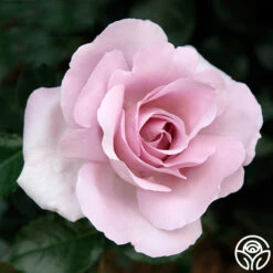 Le Petit Prince 10 Le Petit Prince -Heirloom Roses le petit prince 1