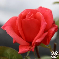 Leaping Salmon -Heirloom Roses leaping salmon logo 02