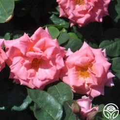 Leaping Salmon -Heirloom Roses leaping salmon logo 03