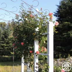 Leaping Salmon -Heirloom Roses leaping salon 0 14