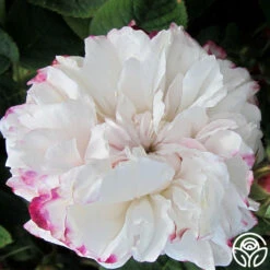 Leda -Heirloom Roses leda 2 6