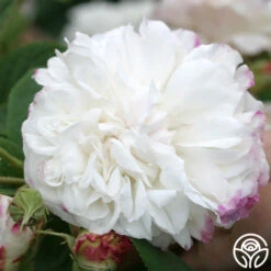 Leda -Heirloom Roses leda 3 6