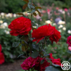 Legends™ 13 Legends™ -Heirloom Roses legends 1 8