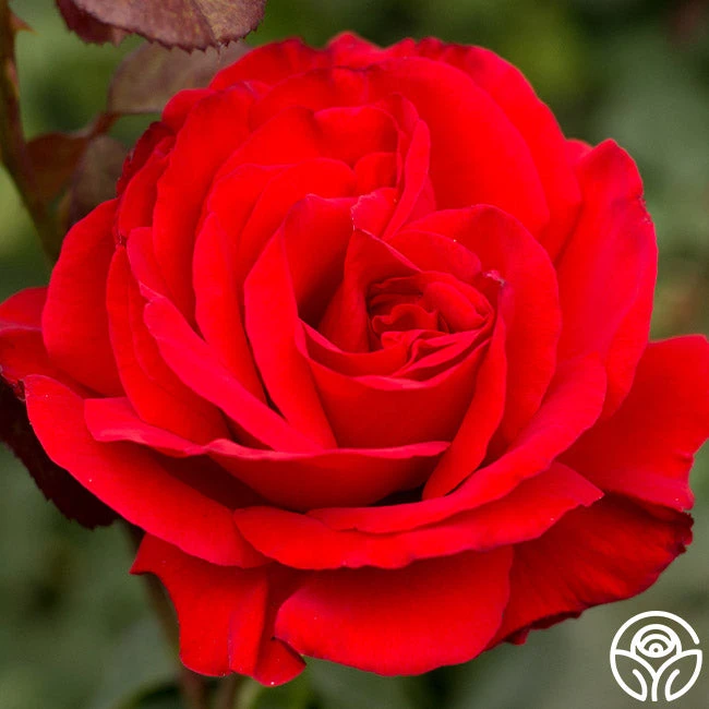 Legends™ 4 Legends™ - Image 2