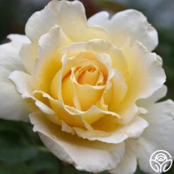 Lemon Spice -Heirloom Roses lemon spice 1 7