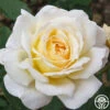 Lemon Spice 1 Lemon Spice -Heirloom Roses lemon spice 2 8