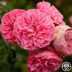 Heirloom Roses -Heirloom Roses leonardo da vinci 1 1 1