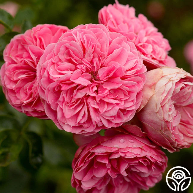 Leonardo Da Vinci® 4 Leonardo Da Vinci® - Image 2