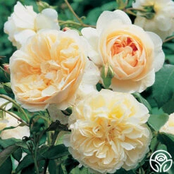 Lichfield Angel -Heirloom Roses lichfield angel 4