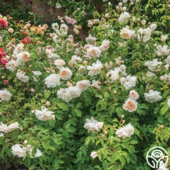 Lichfield Angel -Heirloom Roses lichfield angel 5